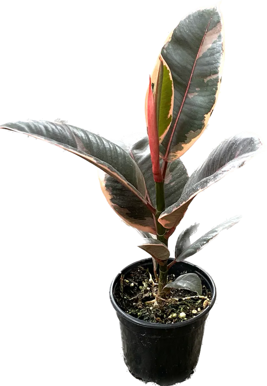 LP FICUS ELASTICA RUBY 12 IN