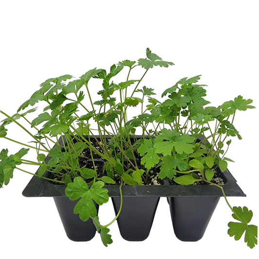 STARTS - DARK GREEN ITALIAN PARSLEY 6PK