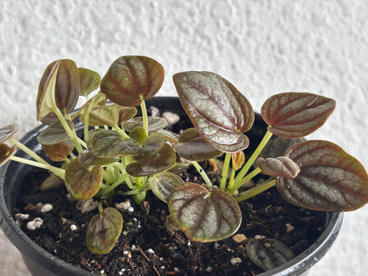 LP PEPEROMIA ALBOVITTATA 4 IN