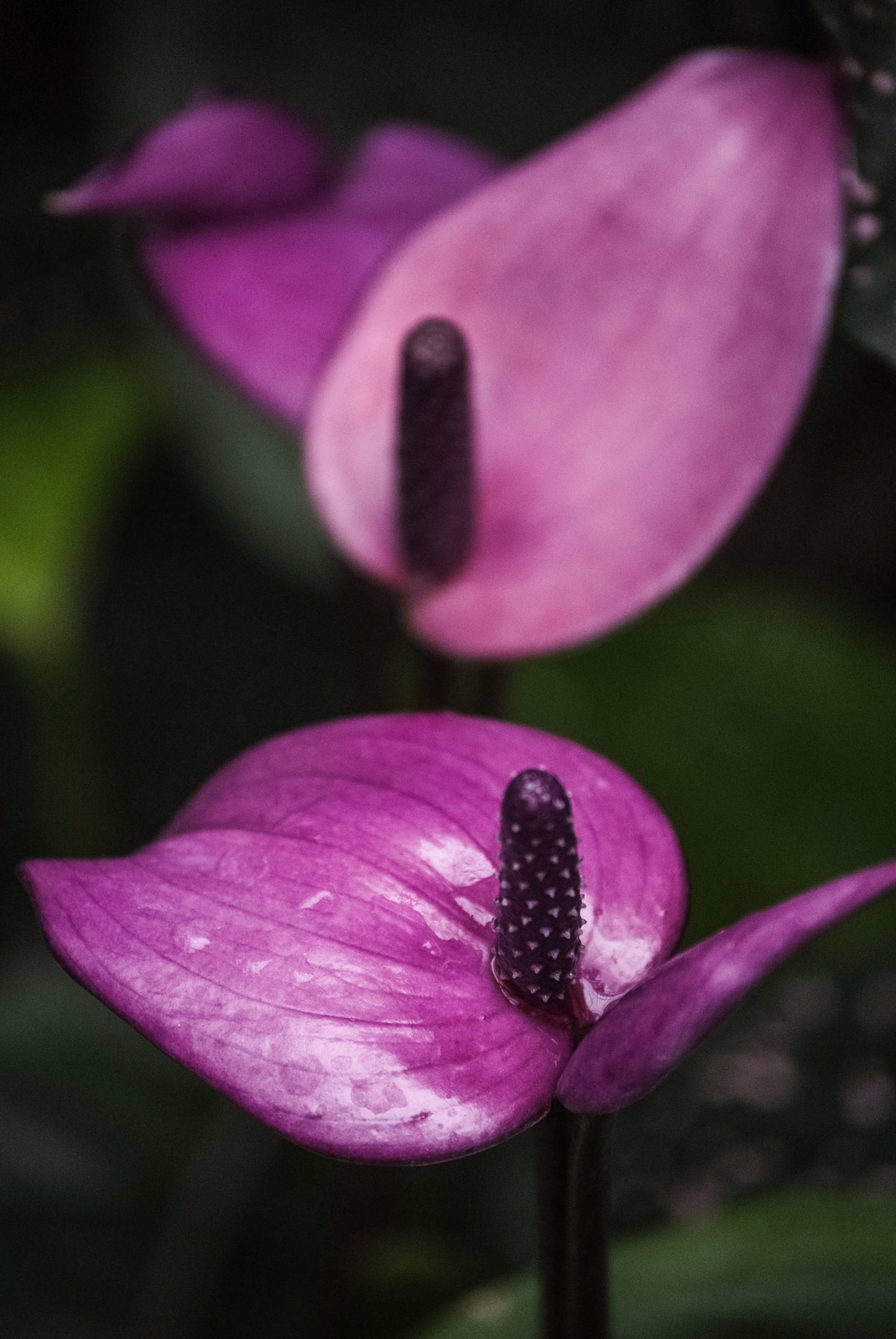 LP ANTHURIUM PURPLE 8 IN