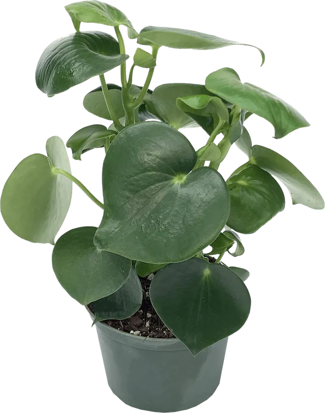 LP PEPEROMIA POLYBOTRYA RAINDROP 4 IN