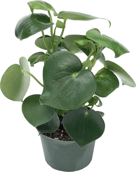 LP PEPEROMIA POLYBOTRYA RAINDROP 4 IN