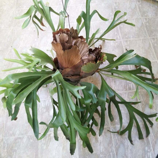 LP STAGHORN FERN 2.5 IN