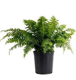 LP MACHO FERN 12 IN