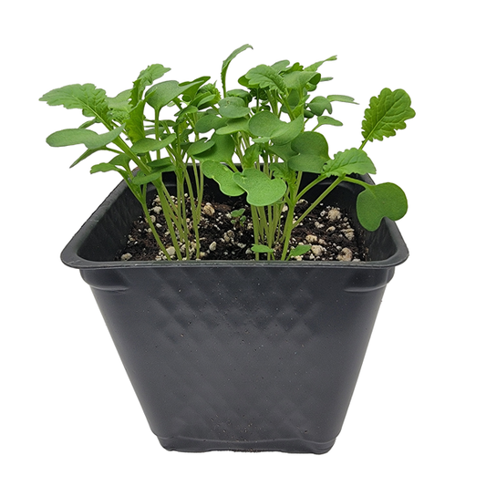 STARTS - SOUTHERN GIANT CURLED INDIAN MUSTARD GREEN 3.5 IN