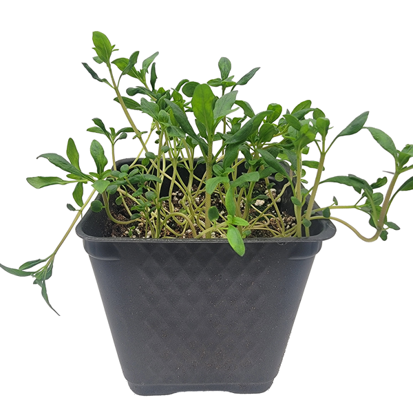 STARTS - SUMMER SAVORY 3.5 IN