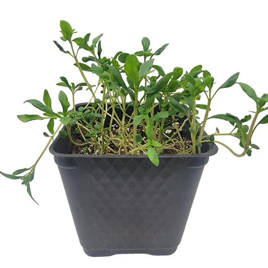 STARTS - SUMMER SAVORY 3.5 IN